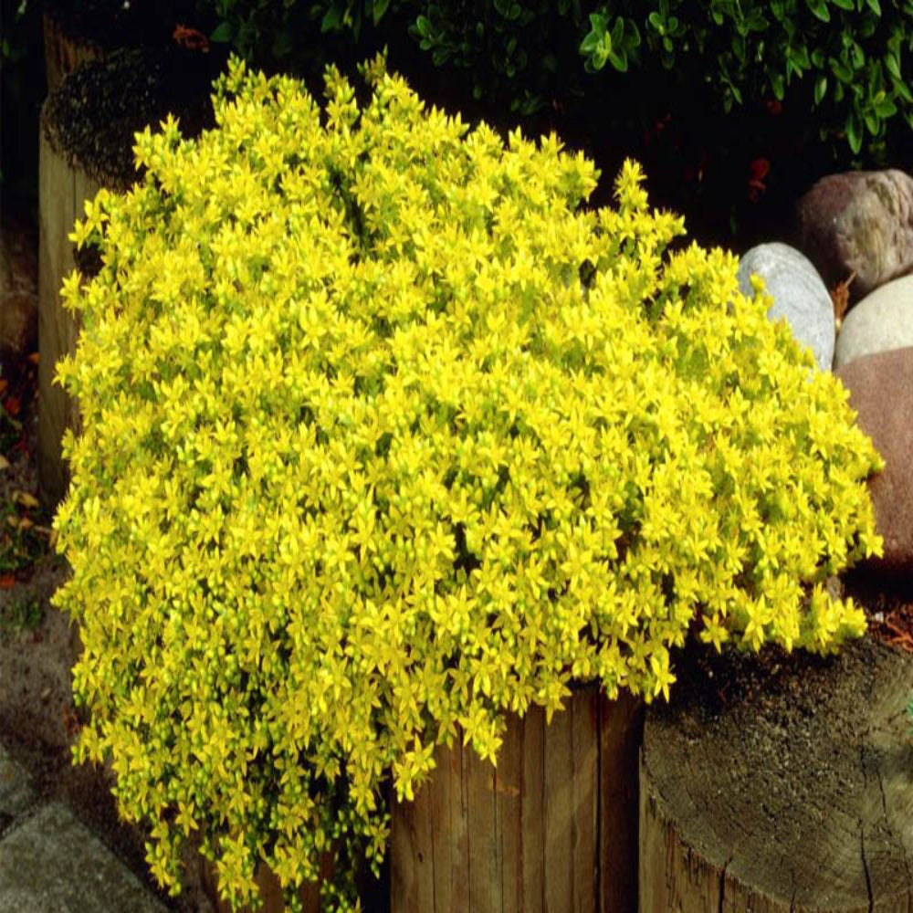 Sedum acre var. aurea – Gold Moss