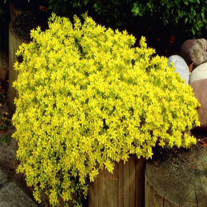 Sedum acre var. aurea – Gold Moss