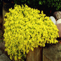 Sedum acre var. aurea – Gold Moss