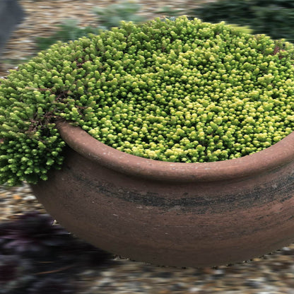 Sedum acre var. aurea – Gold Moss
