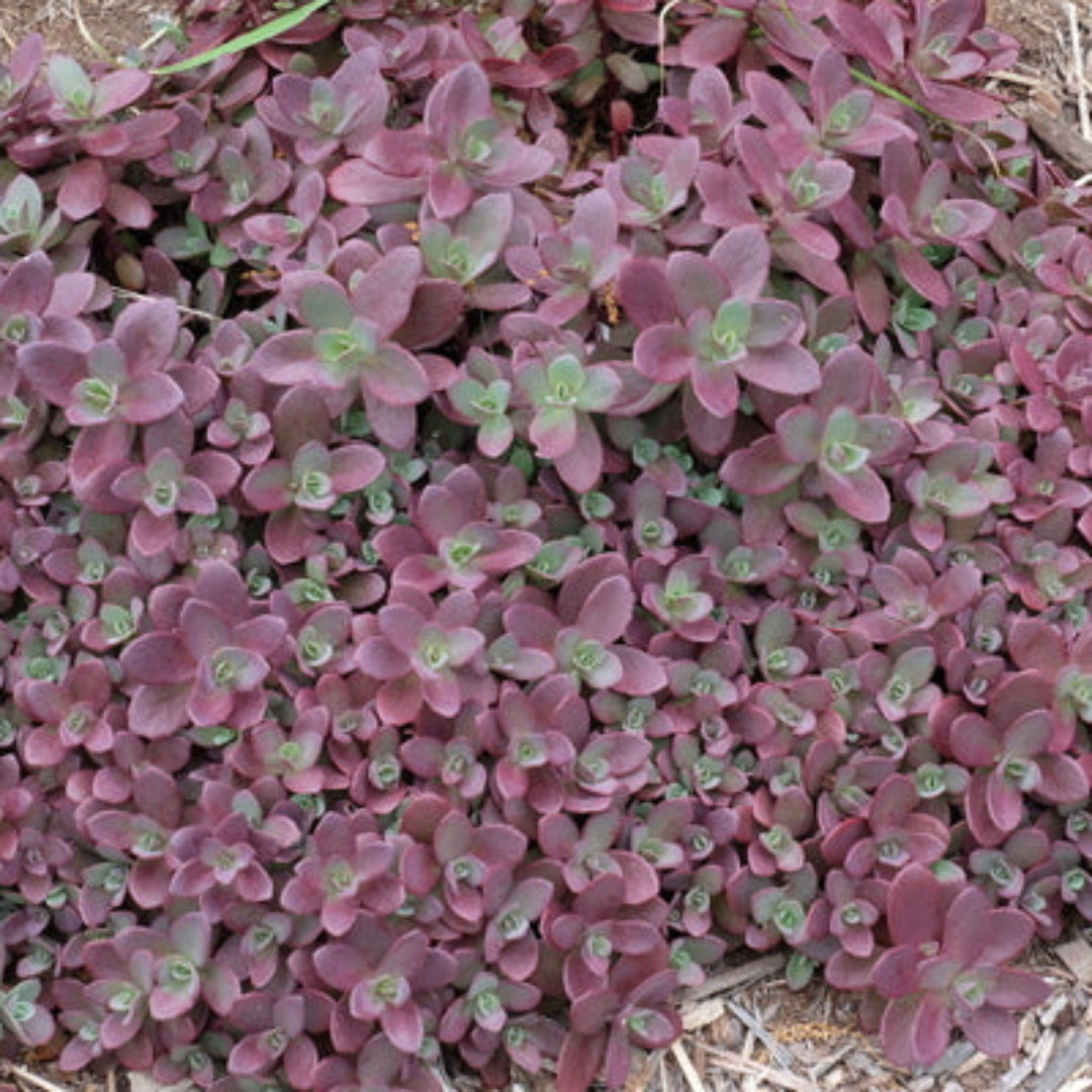 Sedum SunSparkler ® &