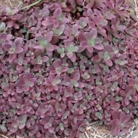 Sedum SunSparkler ® 'Firecracker' - [EG]