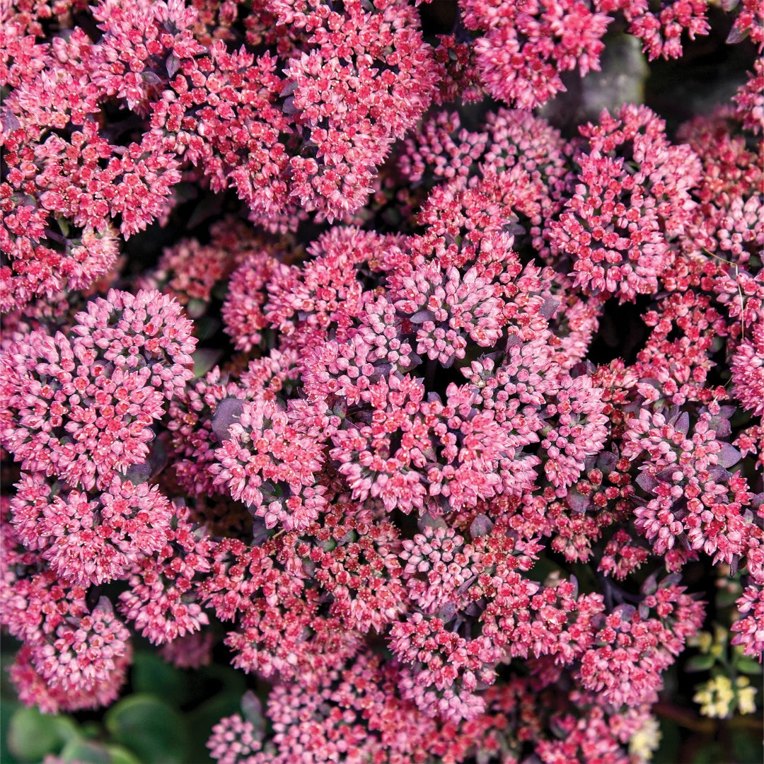 Sedum Rock &