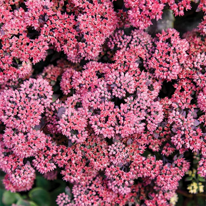 Sedum Rock &