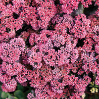 Sedum Rock 'n' Grow® 'Back in Black' (Stonecrop) - [EG]
