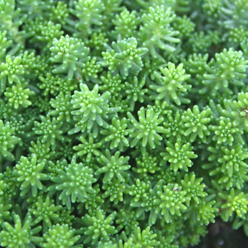 Sedum acre var. aurea – Gold Moss