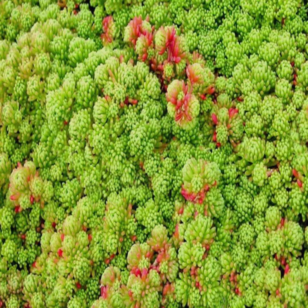 Sedum acre var. aurea – Gold Moss
