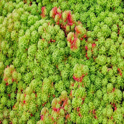 Sedum acre var. aurea – Gold Moss