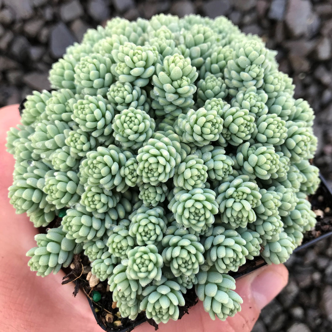 Sedum dasyphyllum &