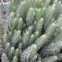 Sedum rupestre 'Blue Spruce' - [EG]
