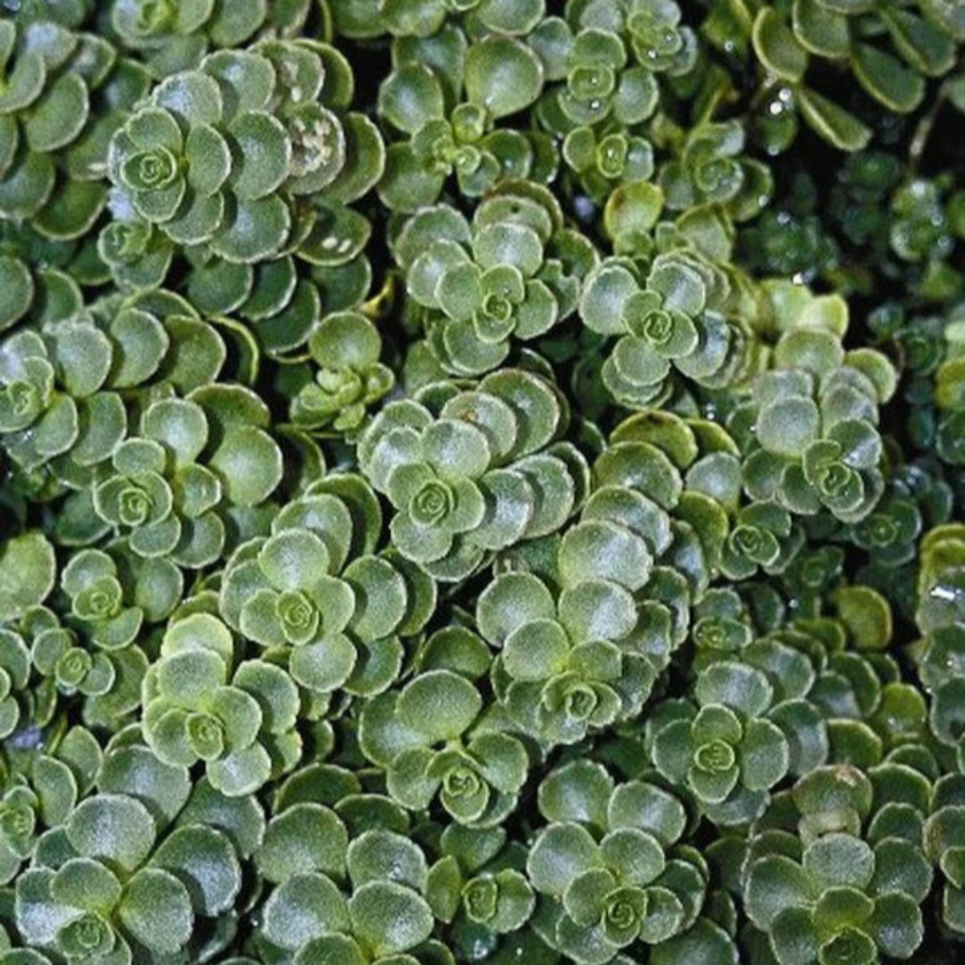 Sedum spurium &