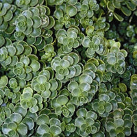 Sedum Spurium 'John Creech' - [EG]
