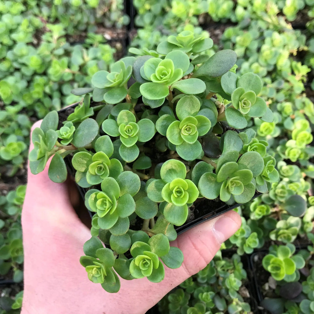 Sedum Tetractinum Chinese Sedum 10 count flat of 4.5" pots