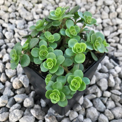 Sedum Tetractinum Chinese Sedum 10 count flat of 4.5" pots