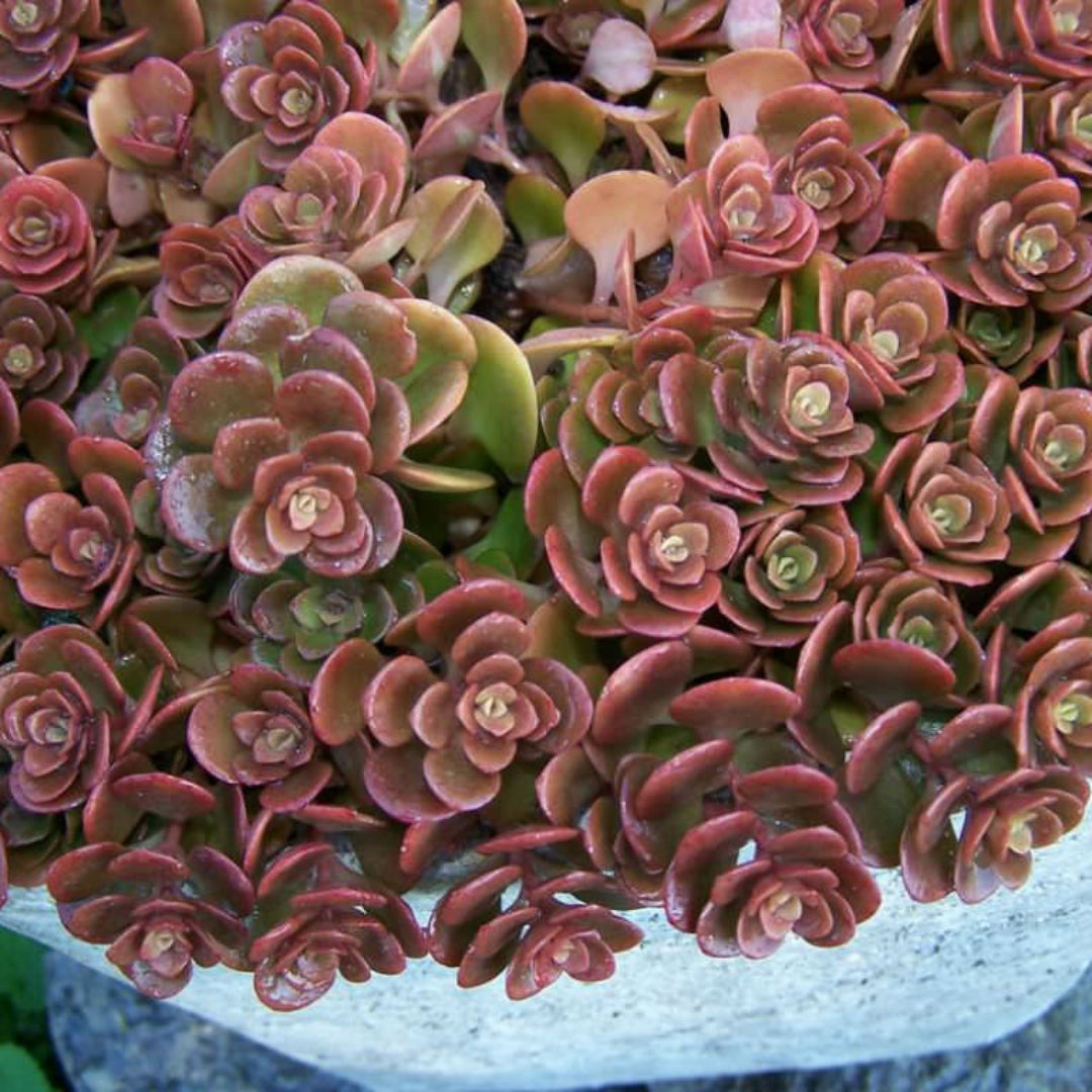 Coral Reef Sedum
