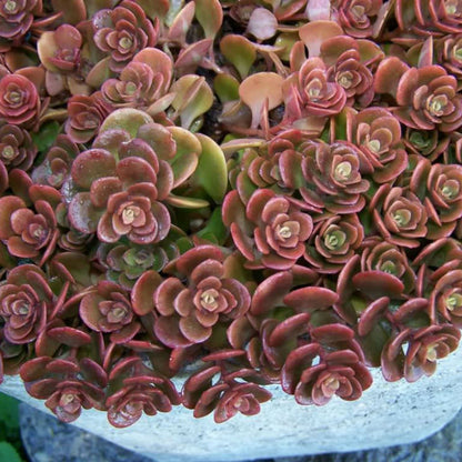 Coral Reef Sedum