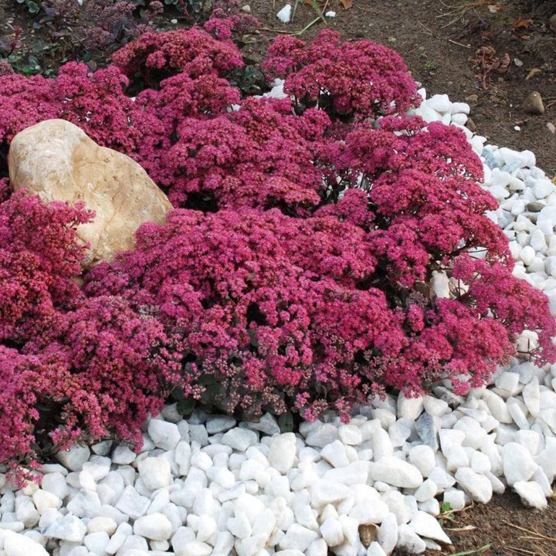 Sedum SunSparkler® &