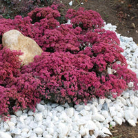 Sedum SunSparkler® 'Dazzleberry' - [EG]