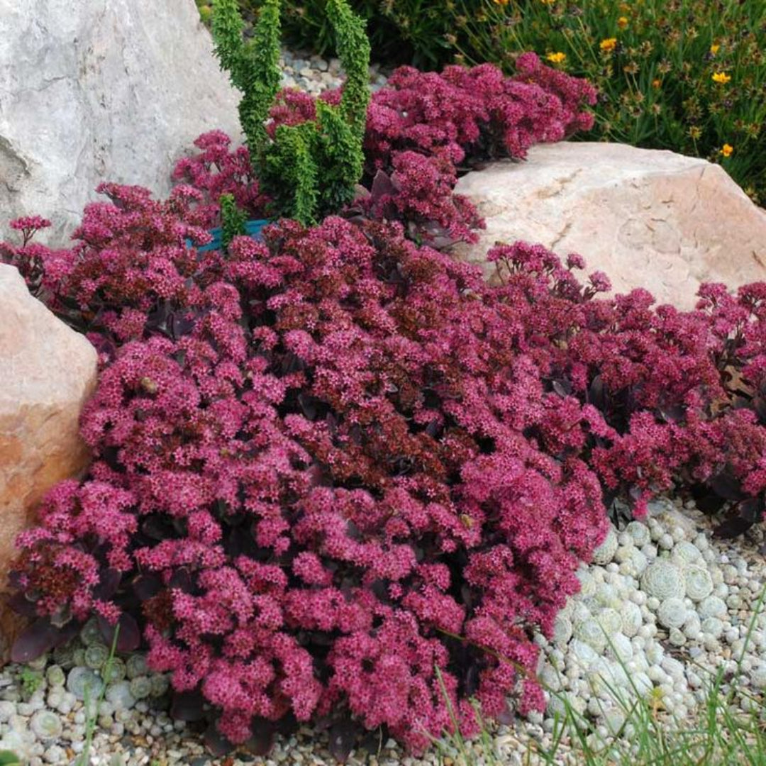 Sedum SunSparkler® &