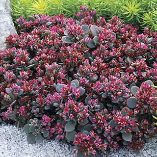 Sedum Sunsparkler® &