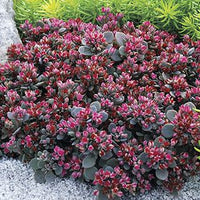 Sedum Sunsparkler® 'Blue Elf' - [EG]