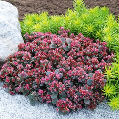 Sedum Sunsparkler® &