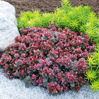 Sedum Sunsparkler® 'Blue Elf' - [EG]