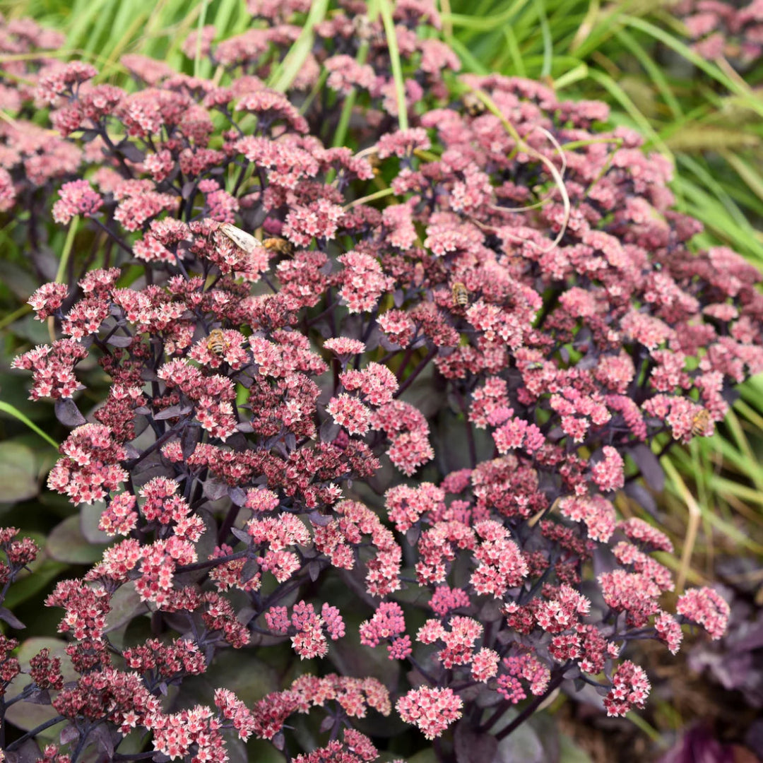 Sedum Rock &