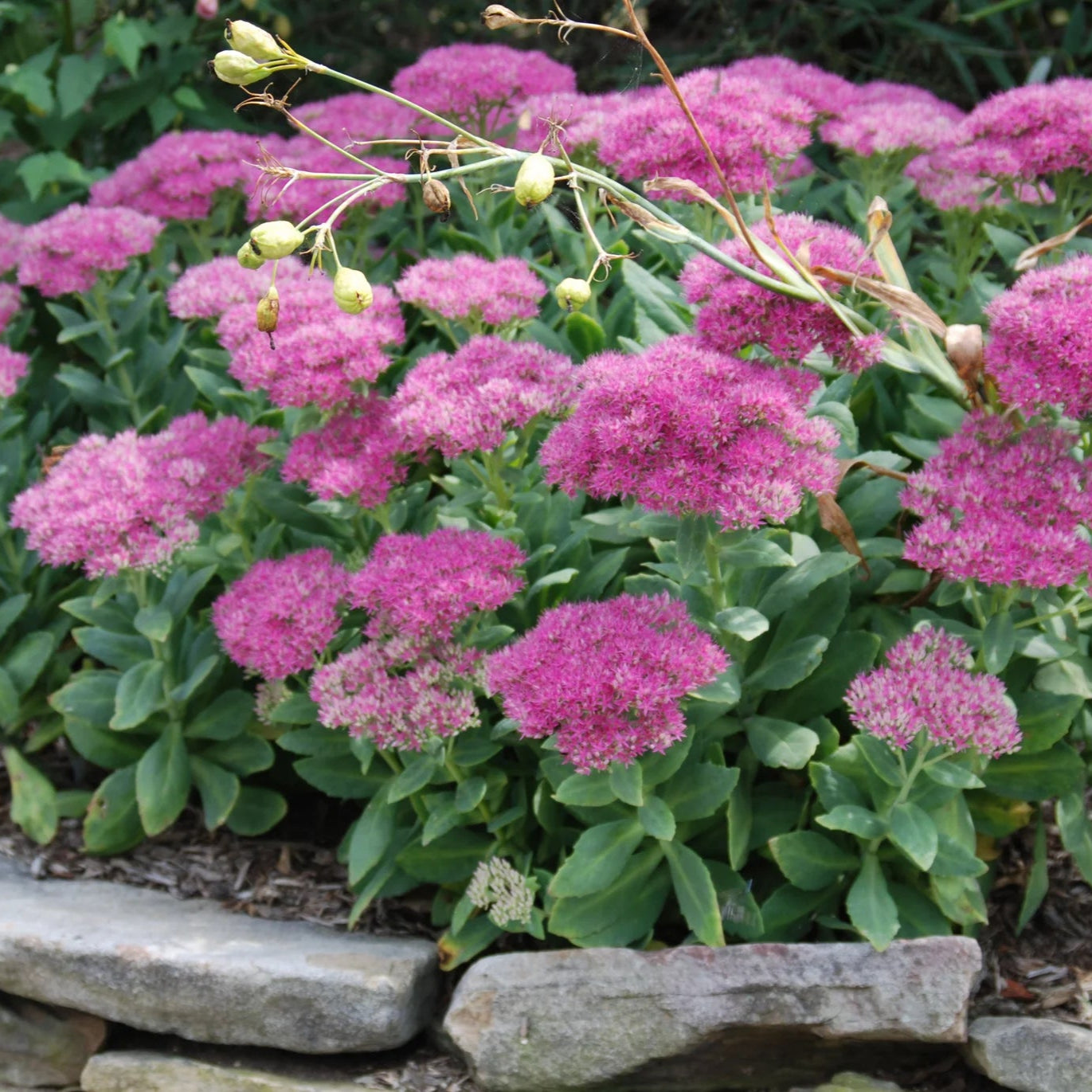 Sedum spectabile Neon - [EG]