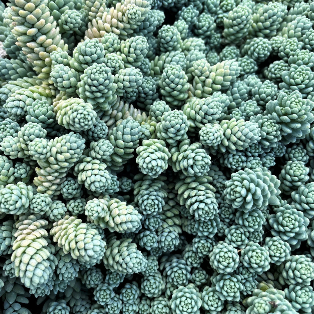 Sedum dasyphyllum &