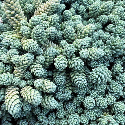 Sedum dasyphyllum &