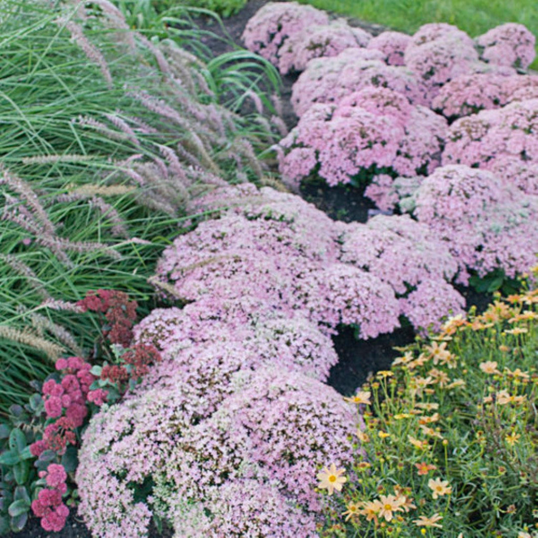 Sedum &