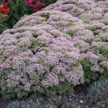Sedum &