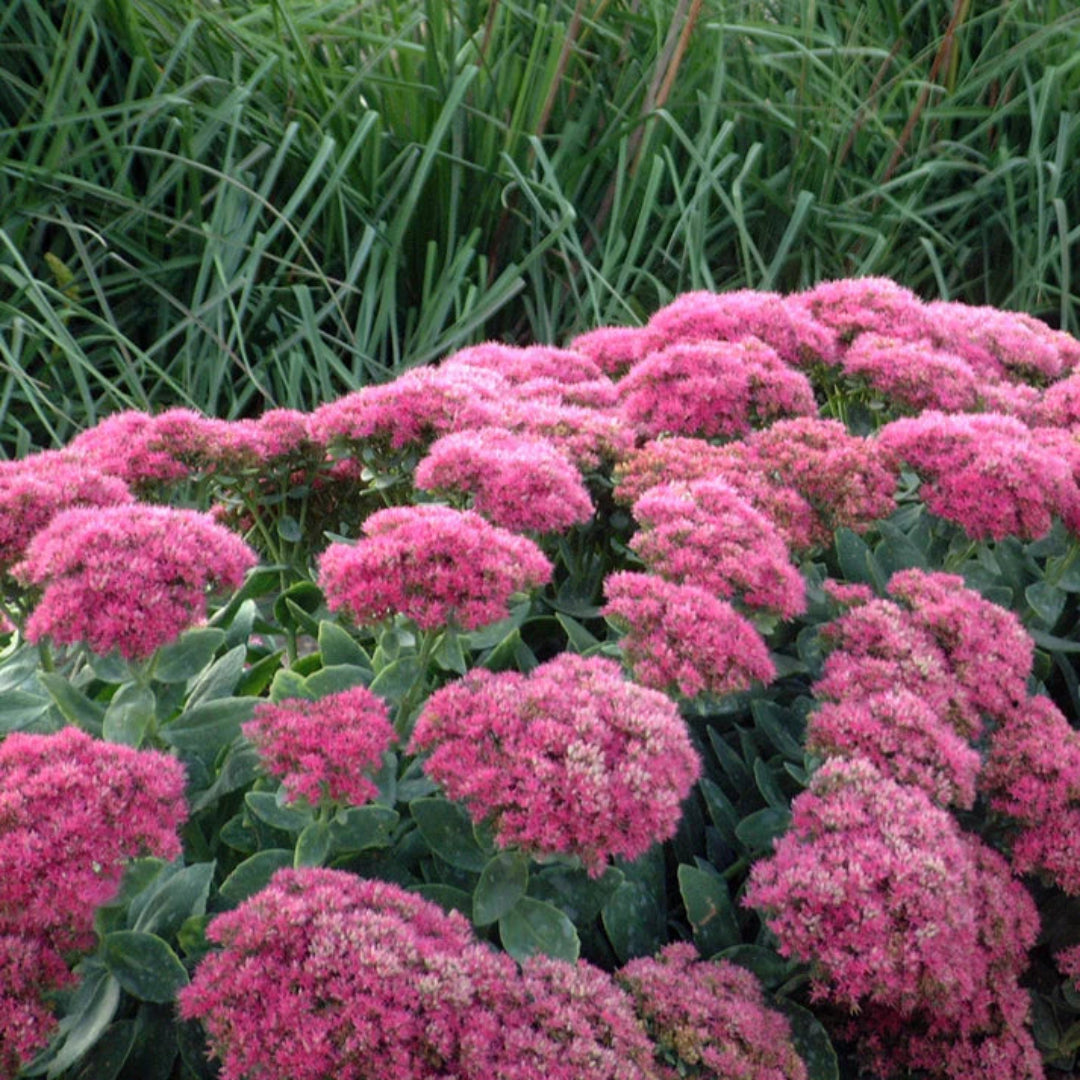Sedum spectabile Neon - [EG]