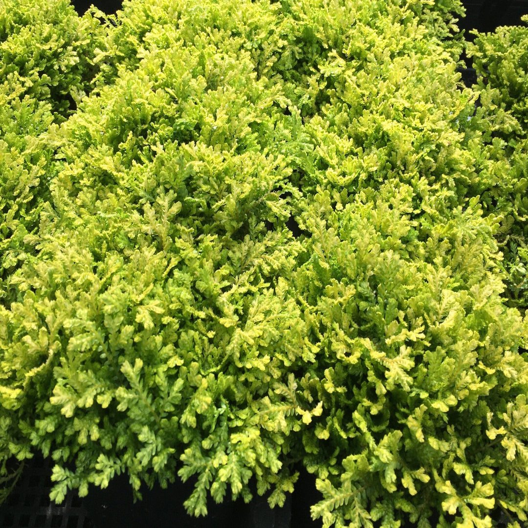 Selaginella kraussiana &