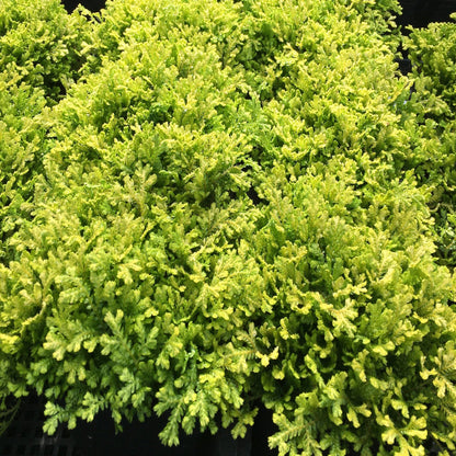 Selaginella kraussiana &