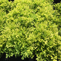 Selaginella kraussiana 'Aurea'
