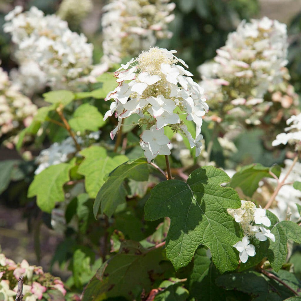 Semmes Beauty' Oakleaf Hydrangea