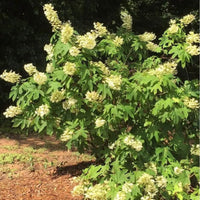 Semmes Beauty Oakleaf Hydrangea in landscape with bright white blooms