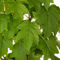 Semmes Beauty Oakleaf Hydrangea plant showing full white flower spikes