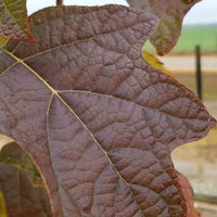 Oakleaf Hydrangea Semmes Beauty variety displaying mature white flowers