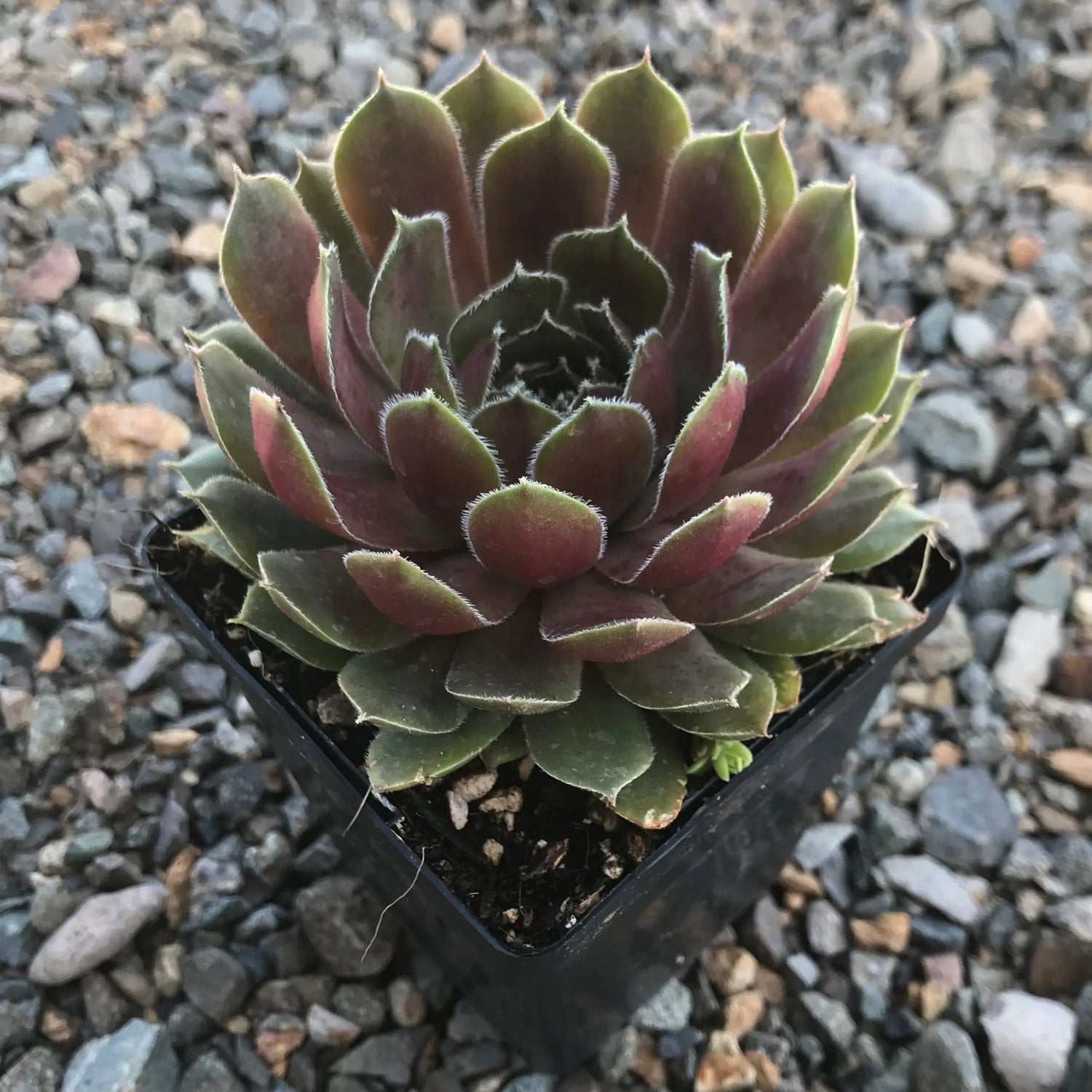 Sempervivum Supersemp® &