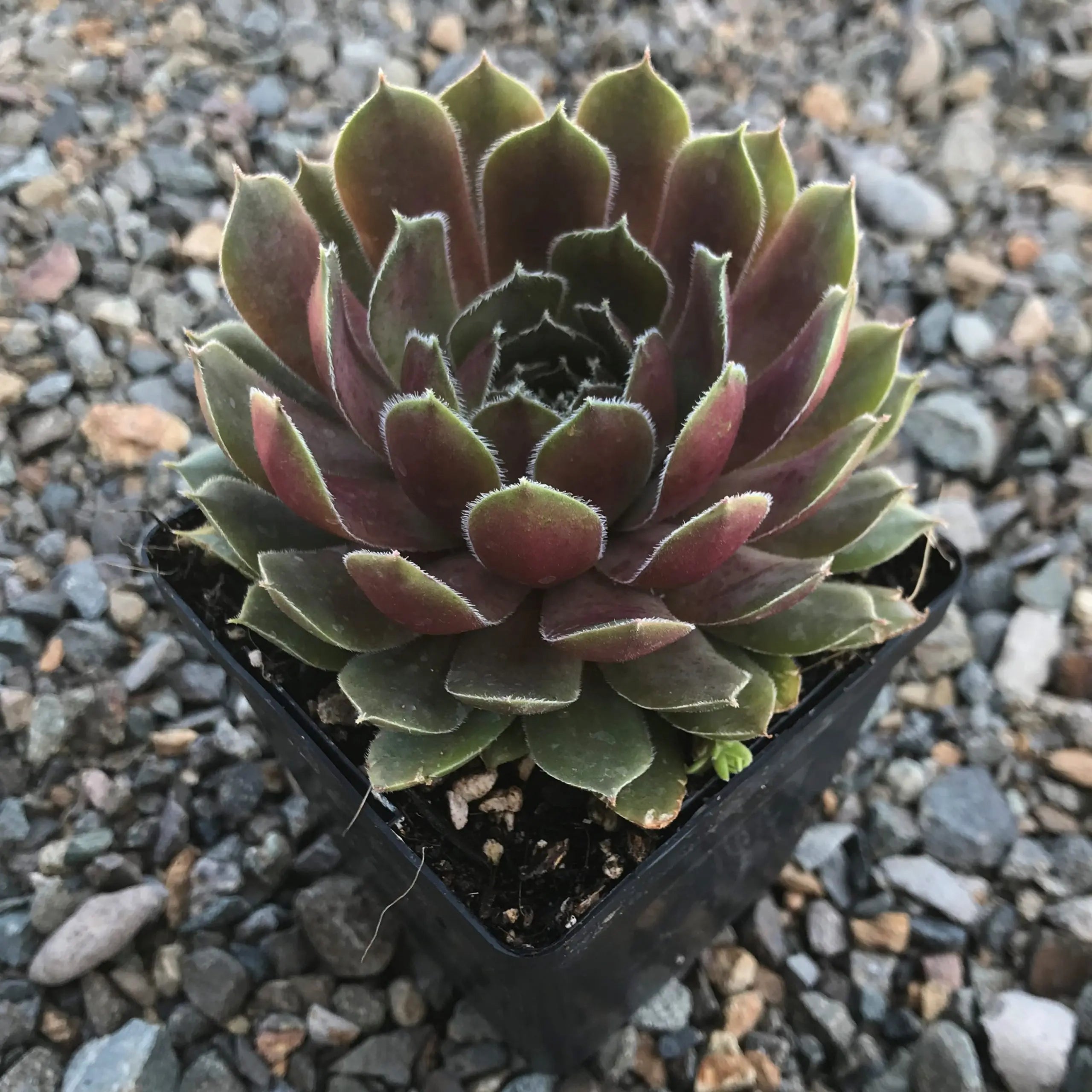 Sempervivum Supersemp® &