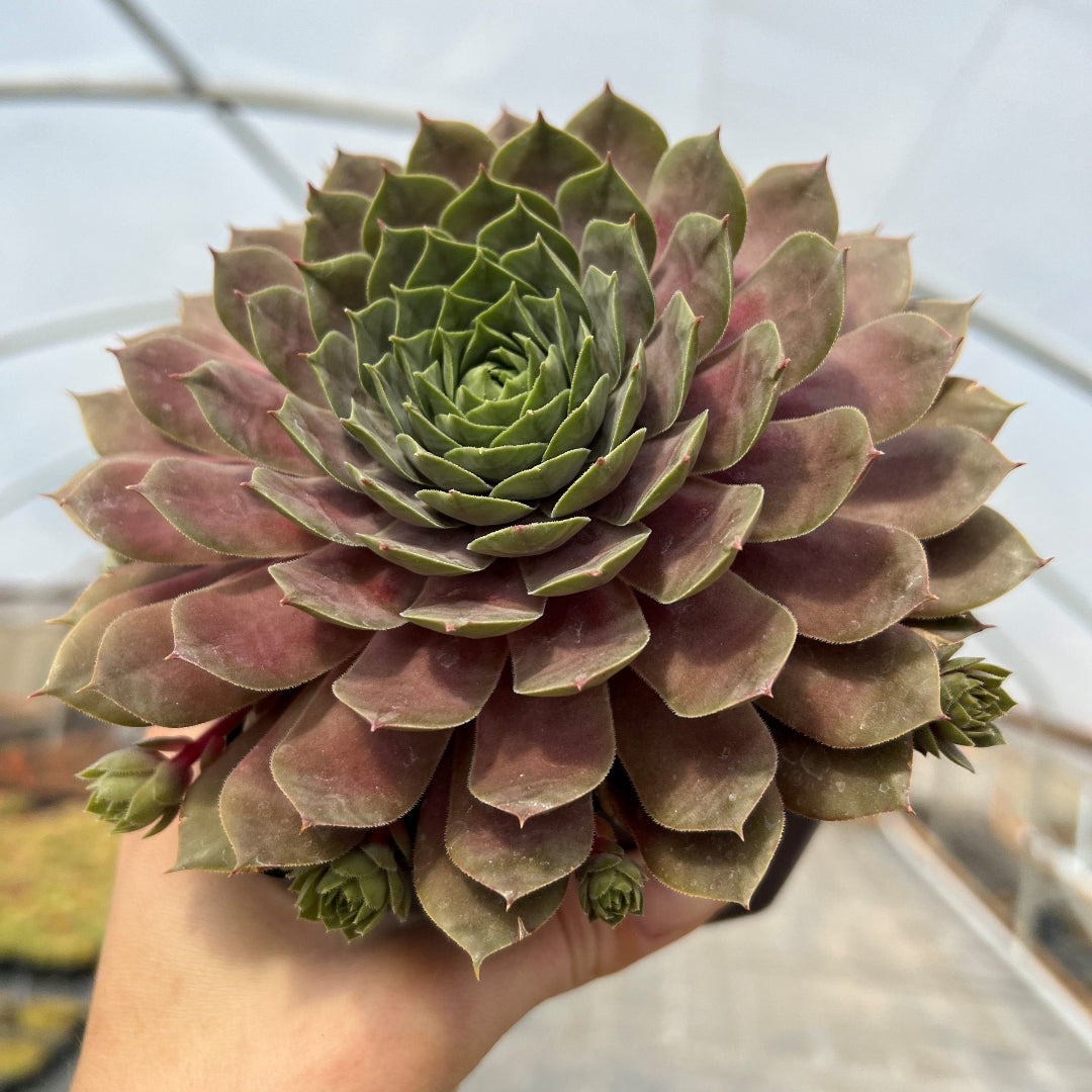 Sempervivum Supersemp® &