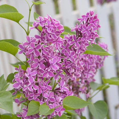 Sensation Bi-Color French Lilac – Syringa Vulgaris