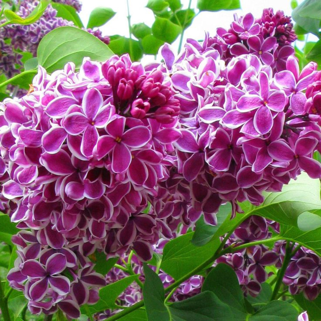 Sensation Bi-Color French Lilac – Syringa Vulgaris