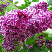 Sensation Bi-Color French Lilac – Syringa Vulgaris