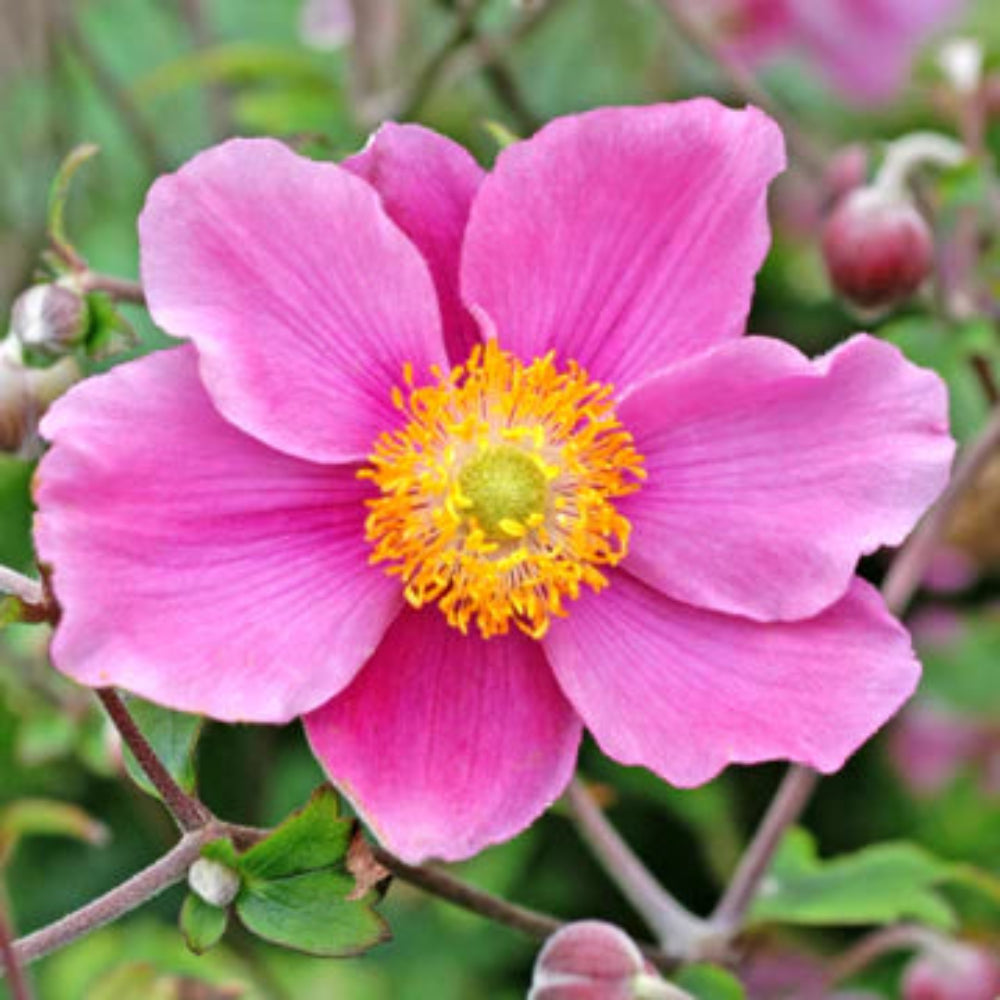 Anemone x hybrida &