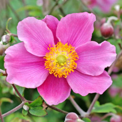 Anemone x hybrida &