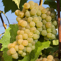 Ripe Seyval Blanc white wine grapes close up